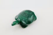 Malachite Turtle