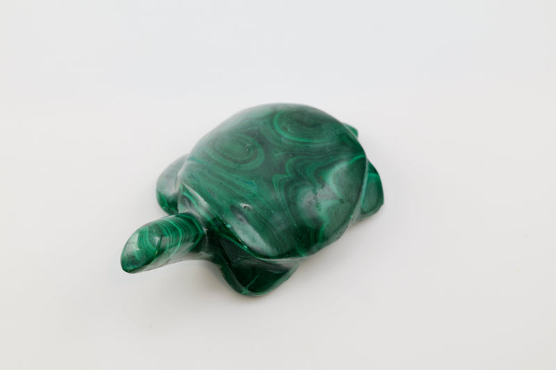 Malachite Turtle