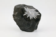 Chrysanthemum Raw Cut Base