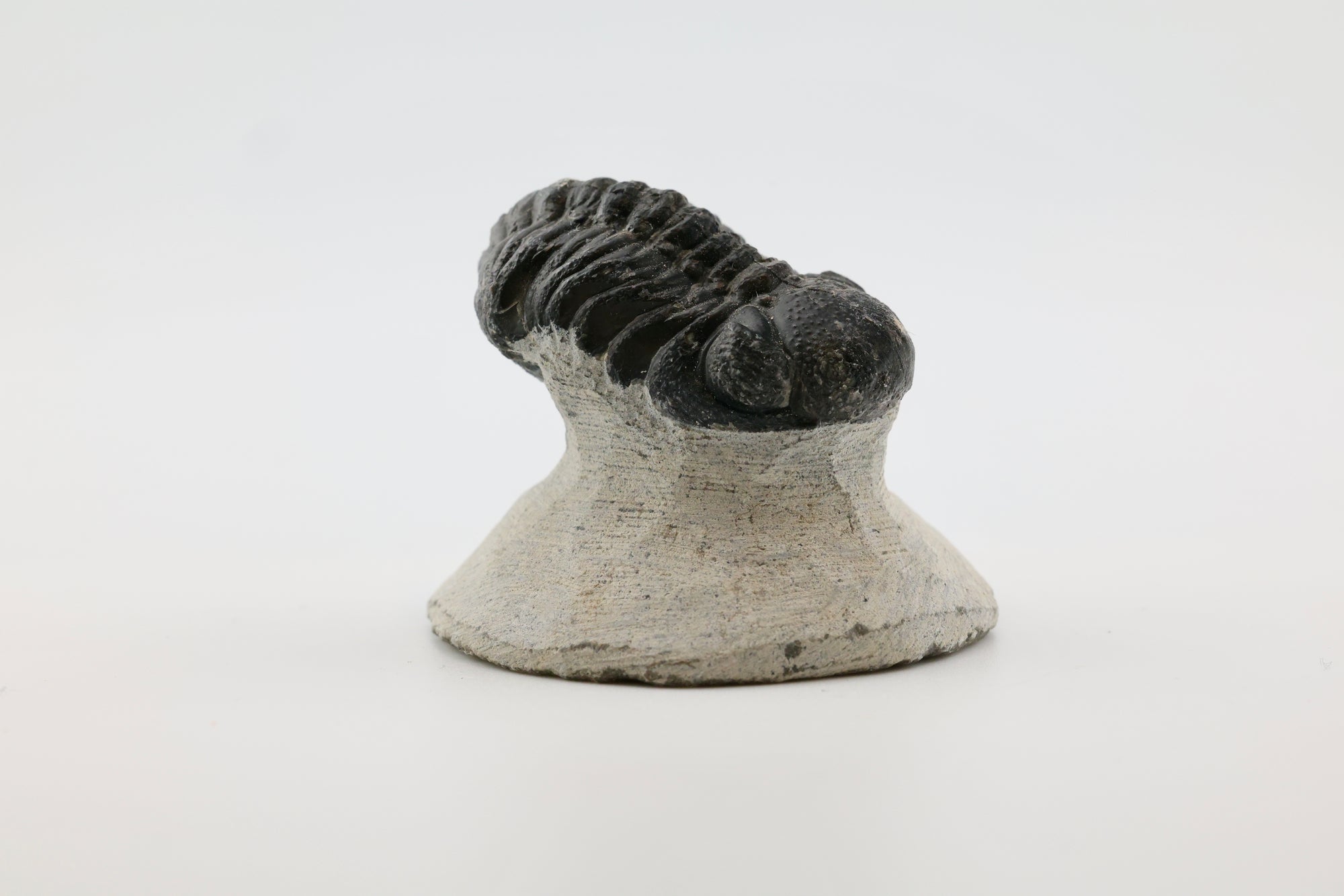 Trilobite Fossil