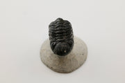 Trilobite Fossil