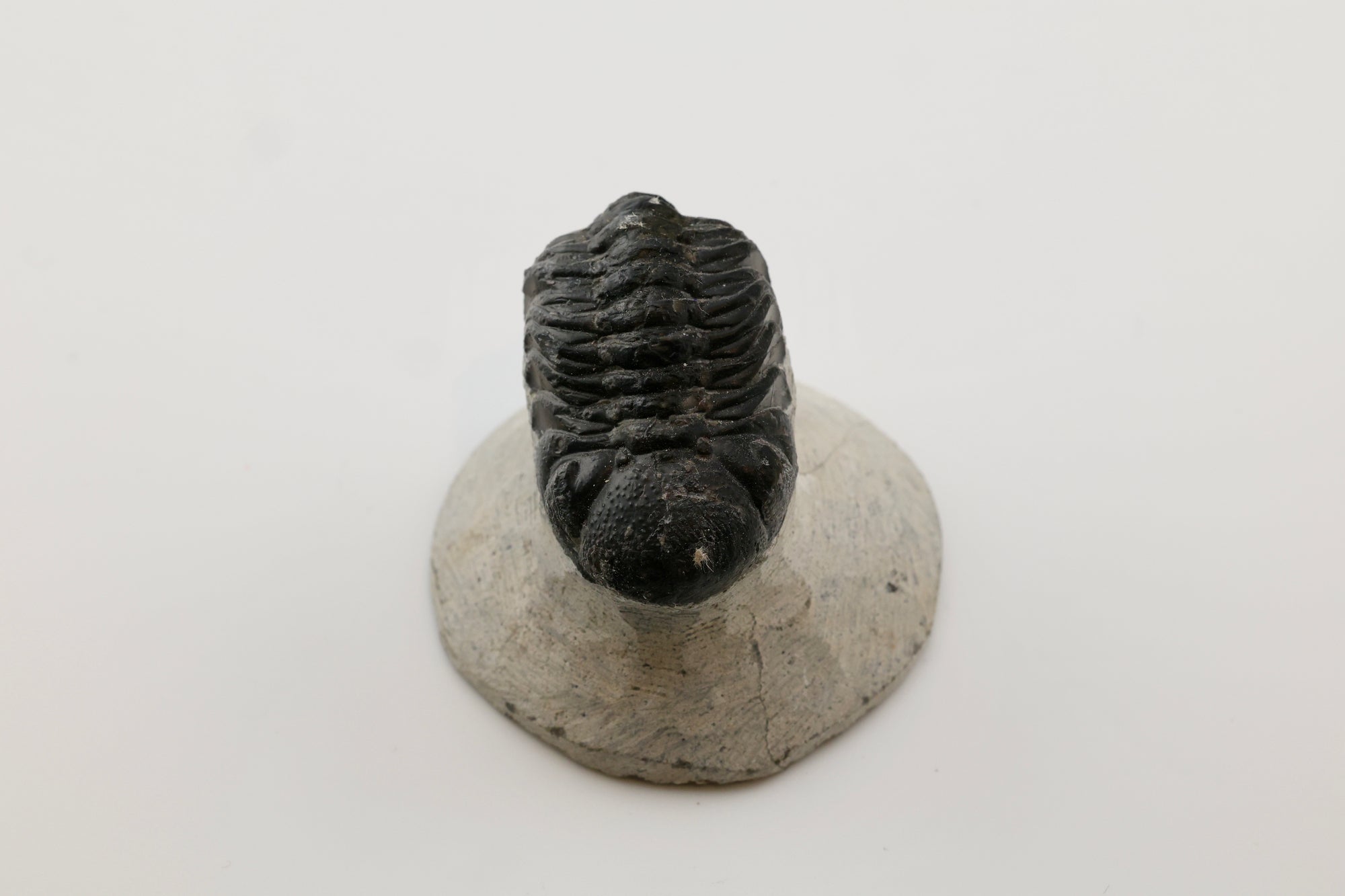 Trilobite Fossil